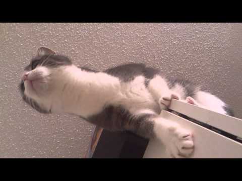 FUNNY CATS LINA & LUANA - LINA