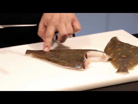 F. Dick Schnittbuch: Scholle