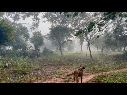 UM DOS FENÔMENOS MAIS BONITOS DO INTERIOR BAIANO | ORVALHO DA MANHÃ 