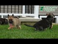 Mixed Breed dogs for sale: Thea - Video 1