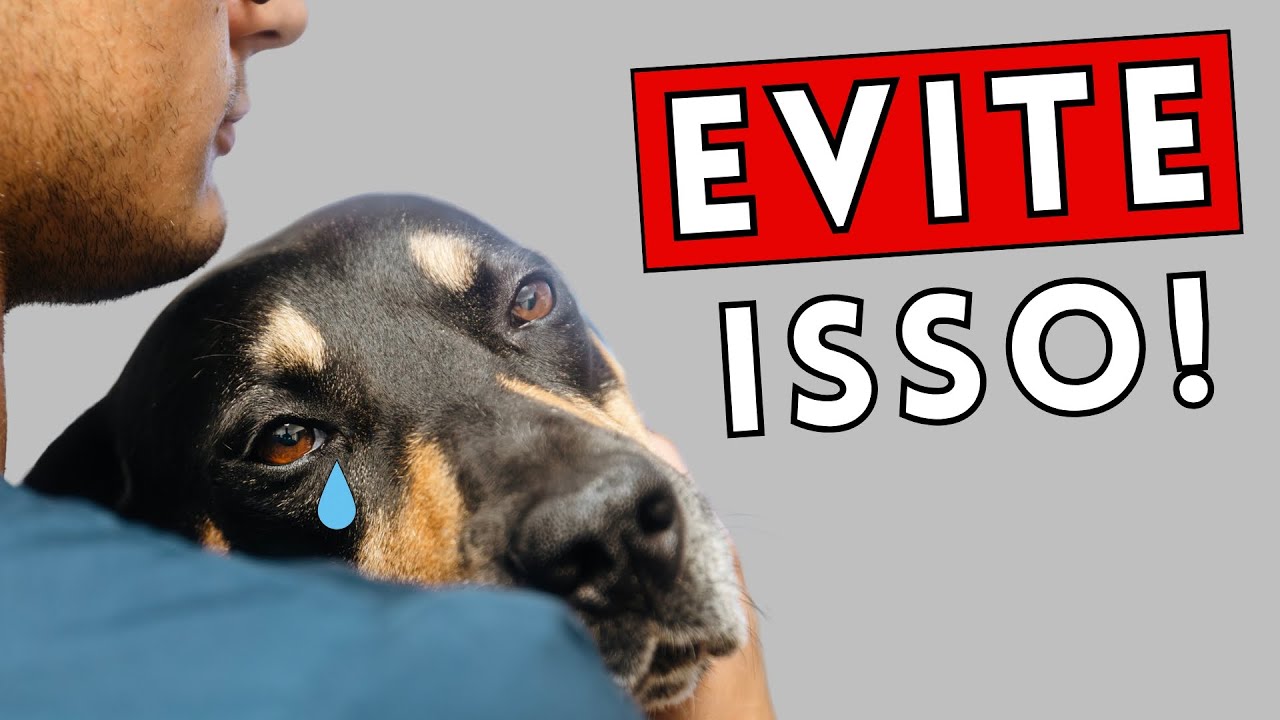 9 Atitudes Que Partem o Coração de Um Cão (E Ele Nunca Esquece)