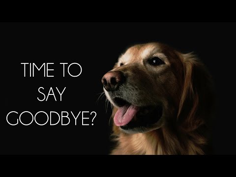 Saying Goodbye: The Right Time to Euthanize Your Pet