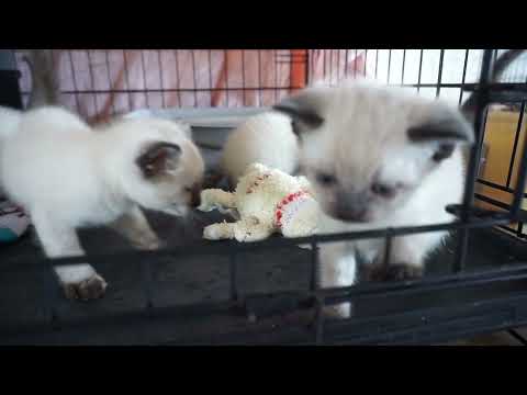 3 28 22 Silly Siamese Kittens Move up to Big Kid Cage!