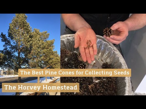 The Best Pine Cones for Seed Collection