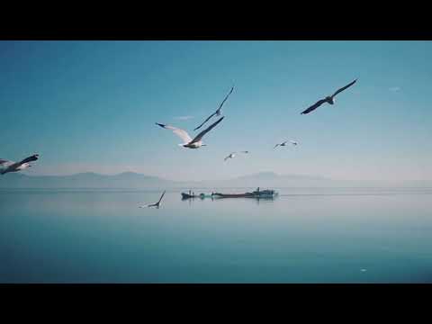 Seagulls Sound Effect