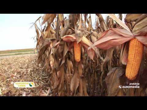 LK hibridi kukuruza – odlični za ishranu stoke 446