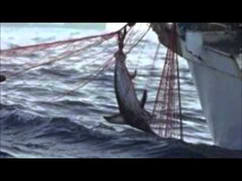 ENZO GRAGNANIELLO "SOTTO O MARE"