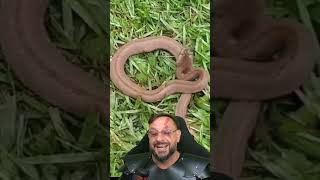 Que cobra é essa encontrada em Pederneiras SP? #biologohenrique #animais #bichoesperto #biologo