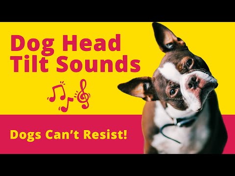 Dog Head Tilt Sounds Dogs Can't Resist!🐶🎵