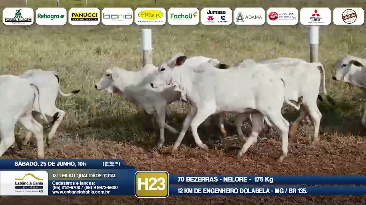 Vídeo LOTE H23 - 13º Leilão Qualidade Total 2022
