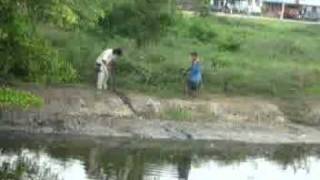preview picture of video 'Pancing : Biawak Monster - Fishing : Monster Lizard'