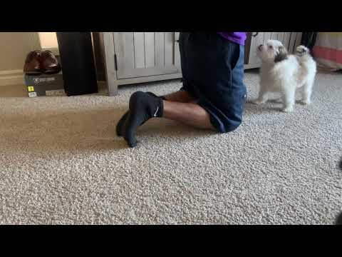 Training a smart Maltese & Shih Tzu mix puppy!