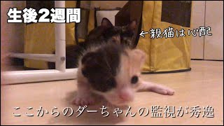 だいぶ猫らしくなってきた？ノミ退治、はじめての動物病院、家を1階に移動[妊娠した野良猫がうちで子供を産んじゃった]#7 【保護猫の出産】