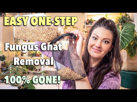 Easy One Step - How To Get Rid Of Fungus Gnats - 100% Guarantee - Fungus Gnat Prevention