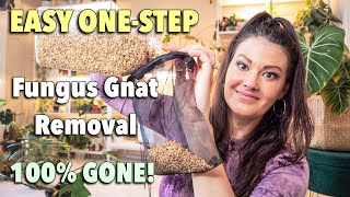 Easy One Step - How To Get Rid Of Fungus Gnats - 100% Guarantee - Fungus Gnat Prevention