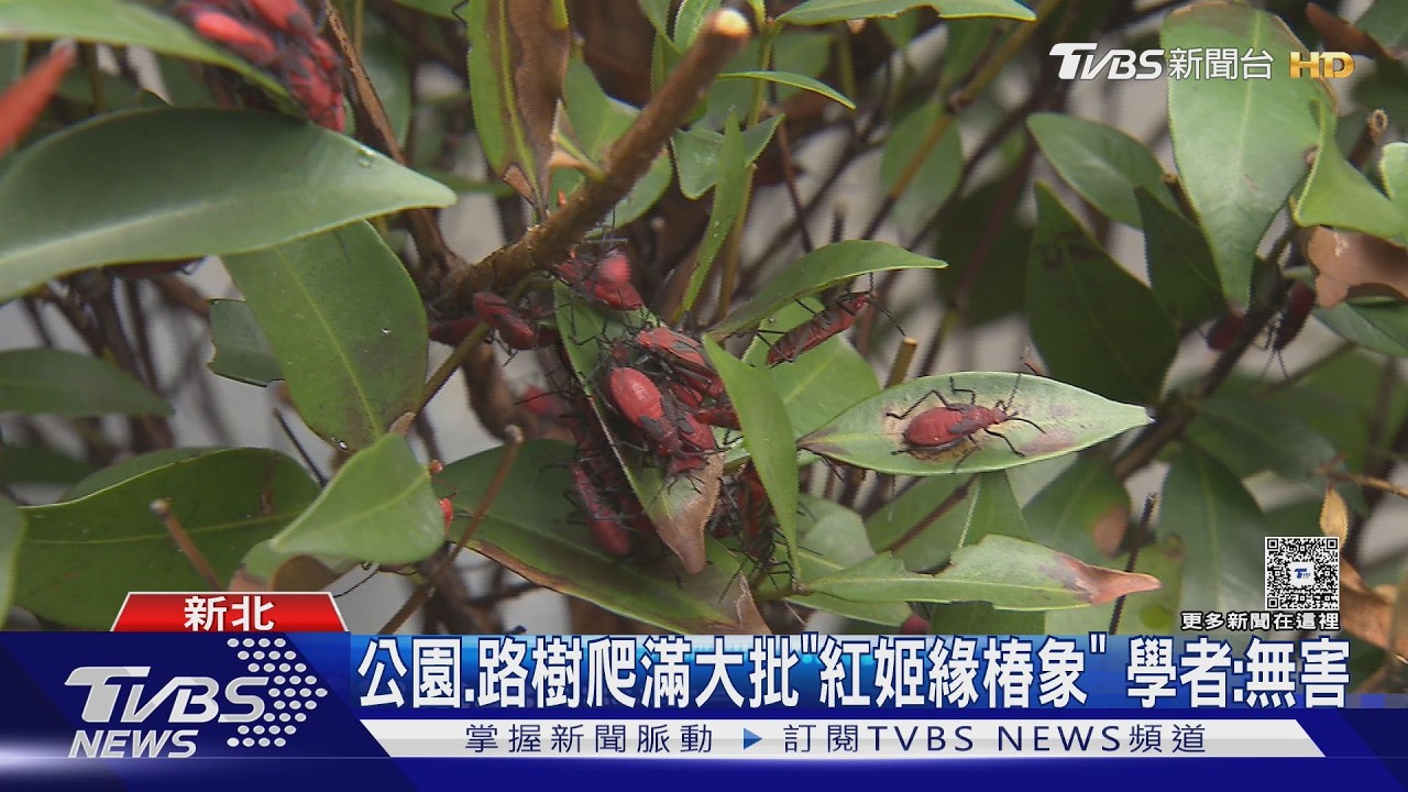 影音/新北路樹「爬滿紅蟲大軍」嚇壞路人!真實身分曝:無害小精靈