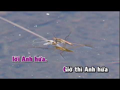 Karaoke   Gio Anh Hua De Lam Gi vn AXN