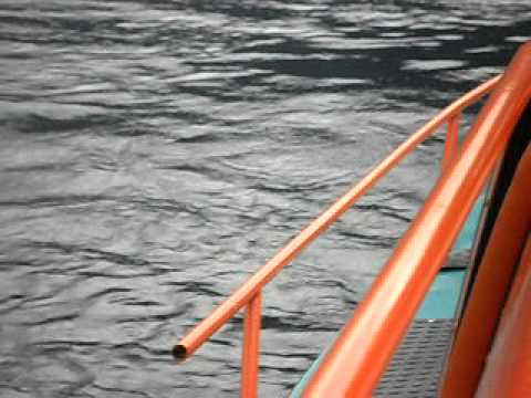 МЕРТВАЯ ПТИЦА! Аномалия на Телецком озере.