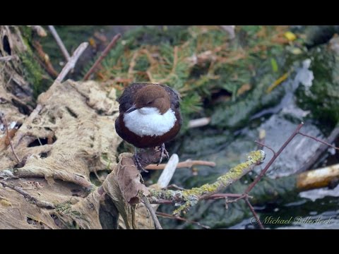 White-throated Dipper (Cinclus cinclus)