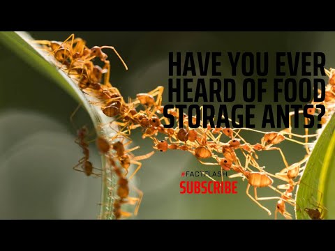Honeypot Ants: Living Food Storage