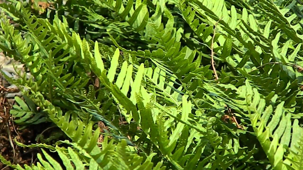Polypodium vulgare - YouTube