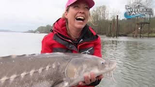 OUTDOOR PASSION, THE GIANT FRASER RIVER WHITE STURGEON MYSTERY!!!!!