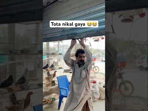 100 000 ka tota nikal gaya 😭😭😭 #parrot #talkingparot #trending #shorts