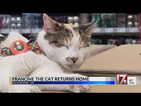 Francine the cat returns to her home Lowe's - YouTube