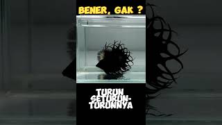 Download lagu Harga ikan cupang ! #ikancupang #hargaikancupang #hargaikancupangterbaru mp3