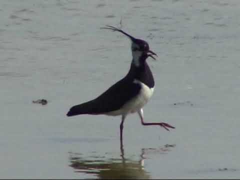 Kiebitz (Vanellus vanellus) - Lapwing - Ein Video von KLAUS TAUX
