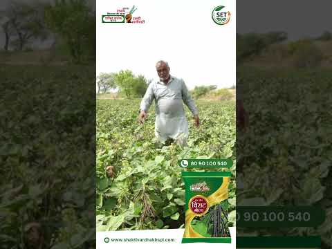 Moong Seed | Virat Gold