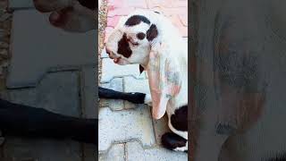 Beautiful Goat with Relaxation Music