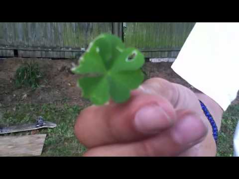 4 leaf clover