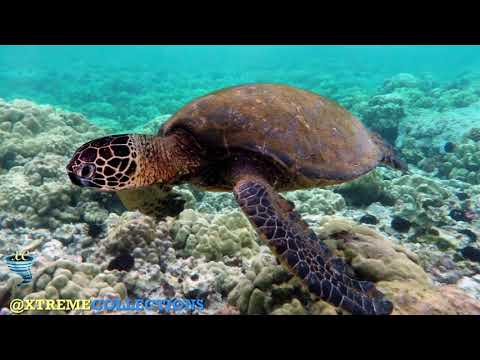 Funafuti Marine Conservation Area in Funafuti, Tuvalu