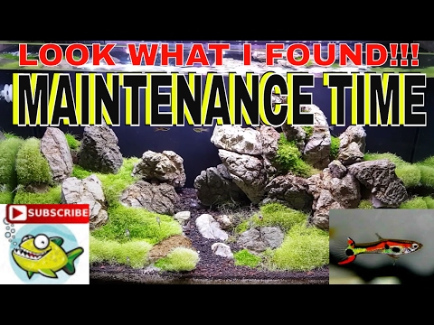 aquascape maintenance