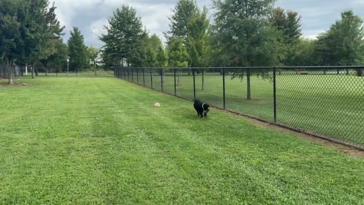 Enlarge Frankie, a Adoptable Australian Shepherd in Mount Airy, MD video 2/4
