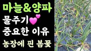 텃밭 마늘,양파