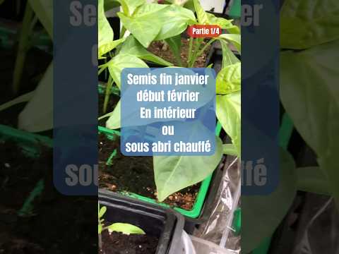 Jan/Feb Organic Veg: Easy Permaculture Garden Starts 🌱