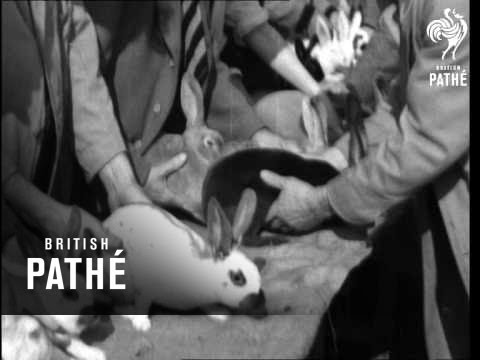 Bonny Bunny Business Aka Rabbit Show Dublin Issue (1942)