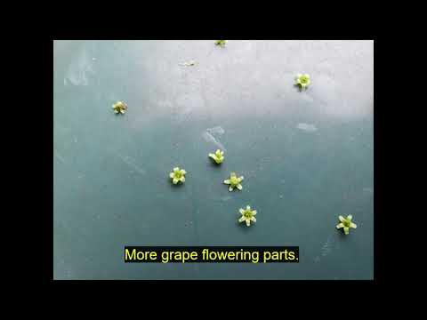 Grape flower parts