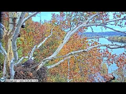 USS Bald Eagle Cam 1 on 10-30-25 @ 08:17 Irv goes upside down on stick grab