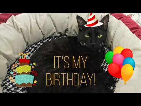 Life of Chunnu the black cat over the years!