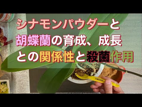 セイロンシナモンの木 植物