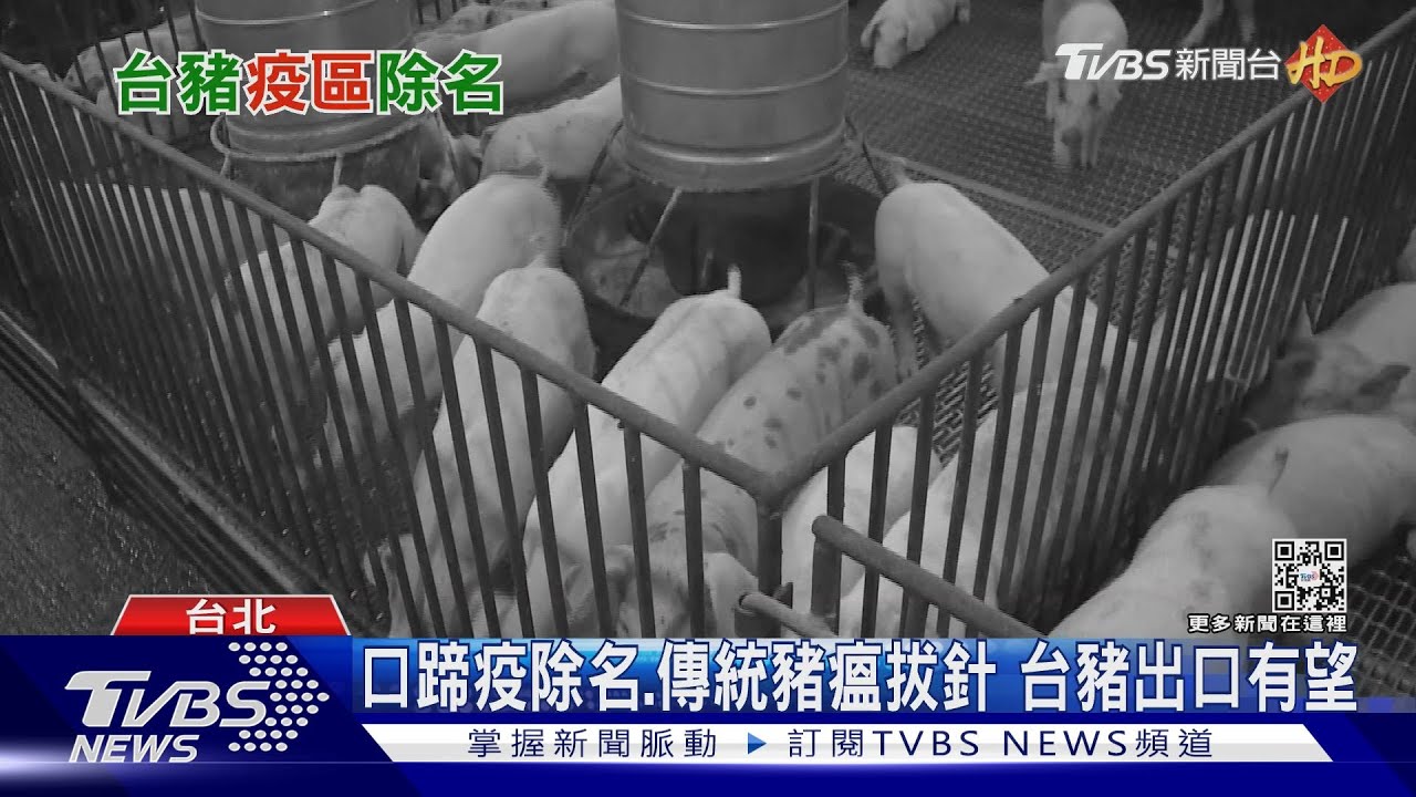 傳統豬瘟拔針了! 台可望成亞洲第一個清除三大疾病國家
