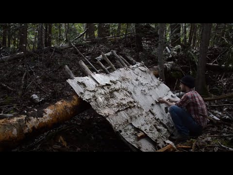 Man Builds Tiny Short Term Survival Shelter With Birch Bark Roof - How to Build it!