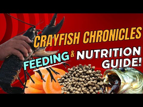 Crayfish Chronicles: Ultimate Guide to Feeding and Nutrition for Thriving Aquaponics