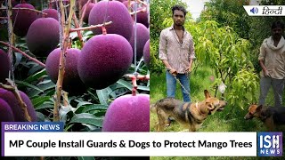 MP Couple Install Guards & Dogs to Protect Mango Trees