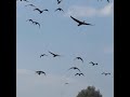 Nywara Wawata Hadu Didi