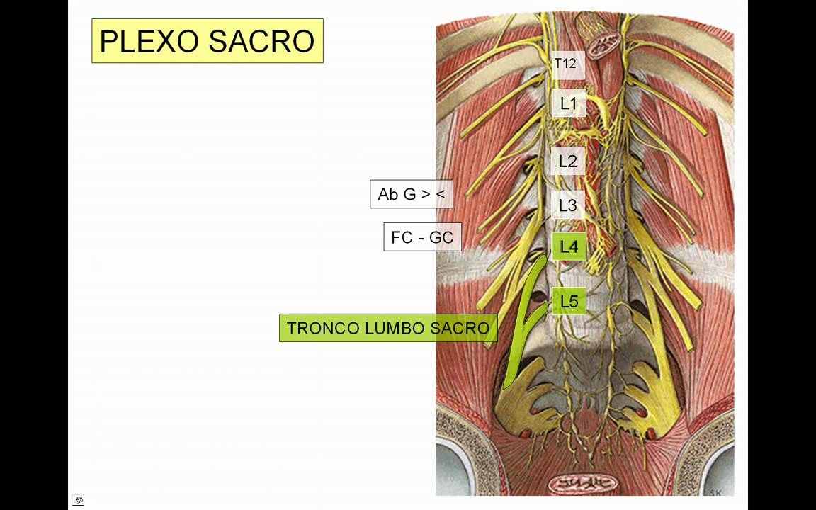 INERVACION DE MIEMBRO INFERIOR 5