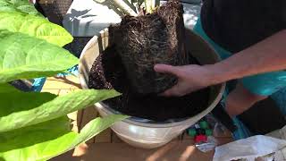 Growing Angels Trumpet and Potting